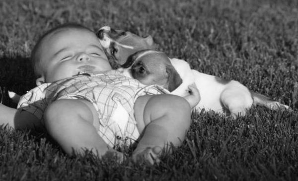 Pies i dziecko (porady behawioralne i powody  agresji)