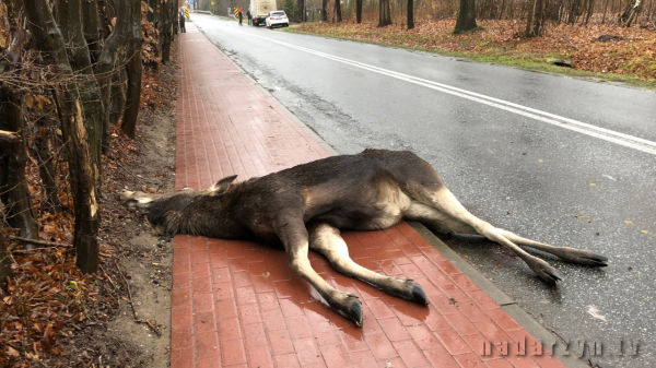 Łoś potrącony na ulicy Pruszkowskiej