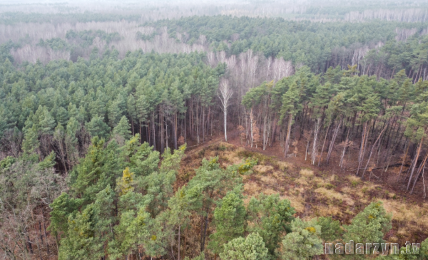 Leśnicy nie zaprzestaną natychmiastowej wycinki