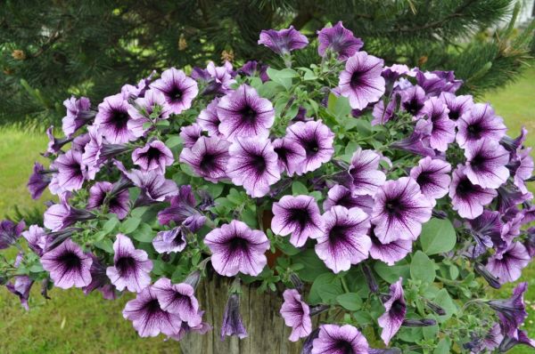 Prognoza pogody na tydzień 04.06 - 10.06.2011
