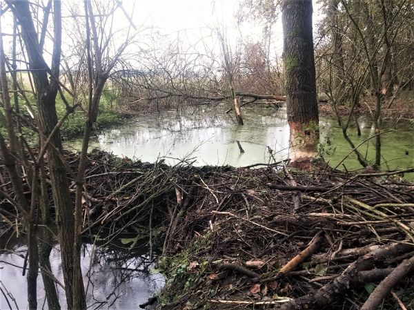 Odsztrzał bobrów - ciąg dalszy